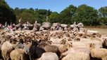 Hunebedden met schapen