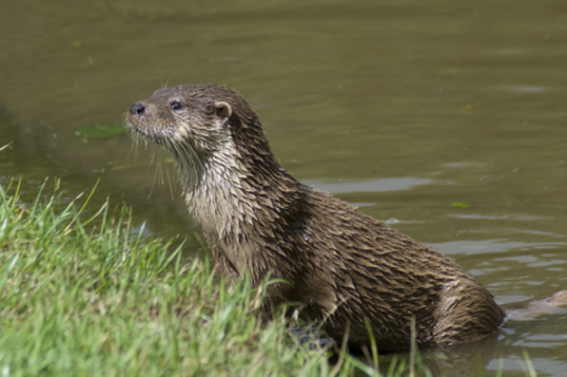 Foto otter