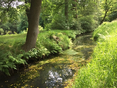 Bosbeek Asserbos.m.Veltman