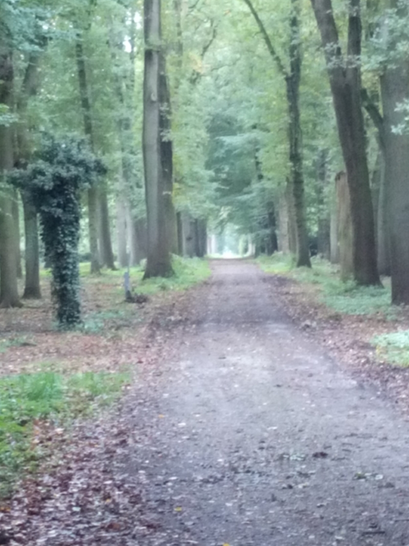 De 800 meter lange oprijlaan van het Quintusbos. © Kees-Romijn