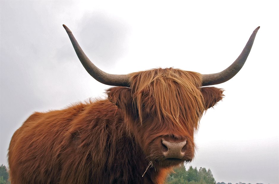 Schotse Hooglander, foto Hans Dekker