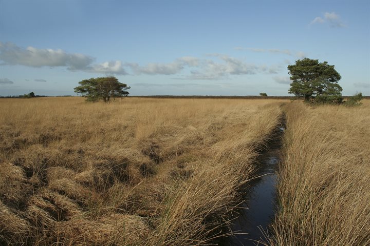 Fochteloerveen