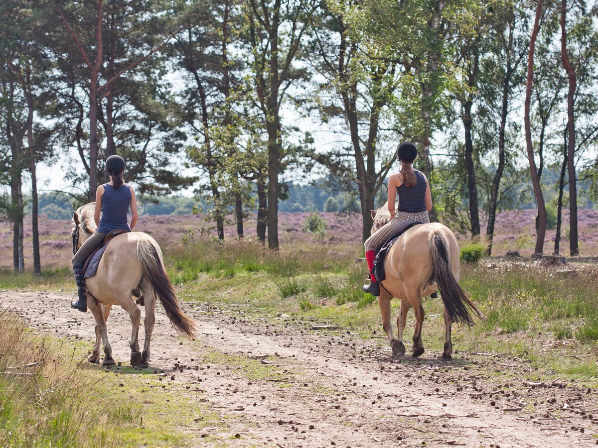 Paardrijden op het Ballooërveld