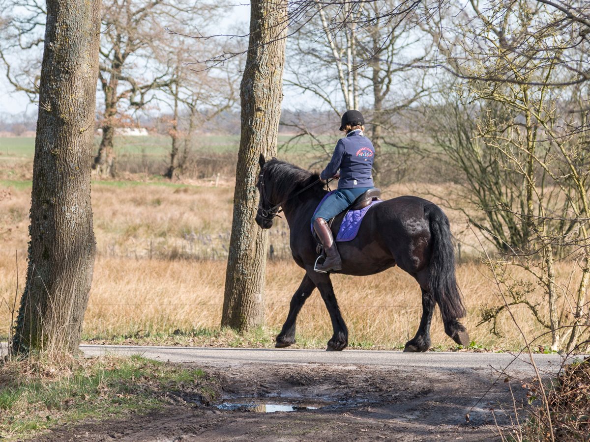 Paardrijden in NP Drentsche Aa