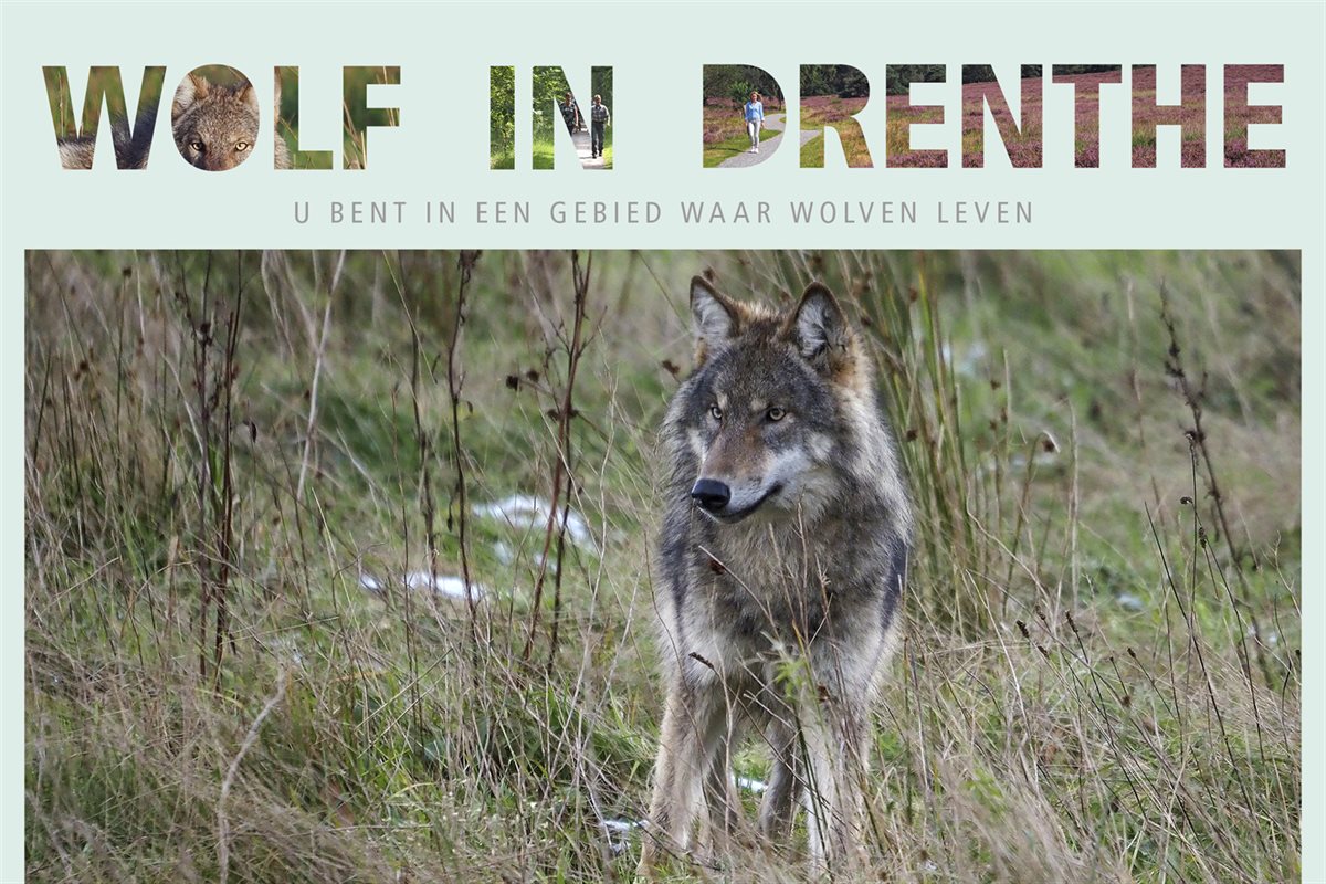Wolf in Drenthe - download de flyer