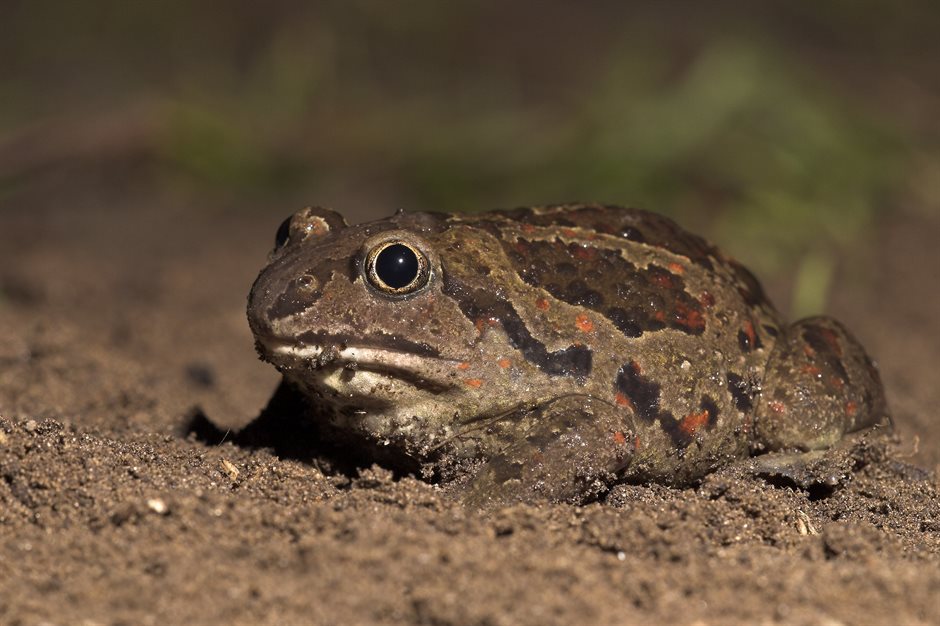 Foto knoflookpad - fotograaf: Jelger Herder